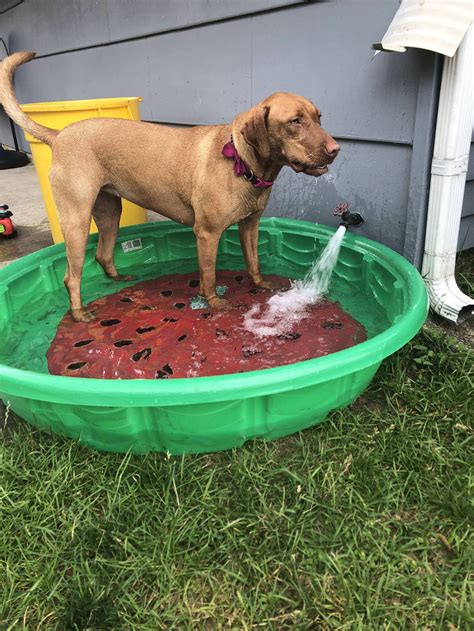 Ellie Mae Loves Her Pool Vizsla