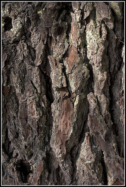 douglas fir bark tree textures tree drawing tree painting