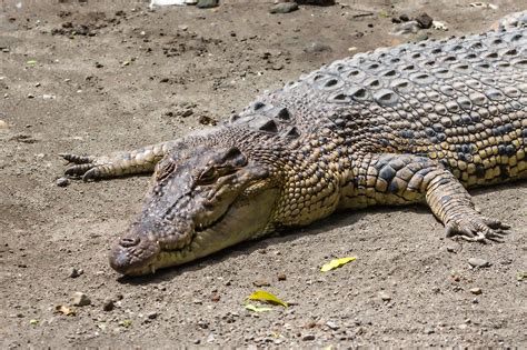 filesaltwater crocodile crocodylus porosus gembira loka zoo