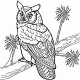 Hibou Hiboux Coloriages Owls Gratuit Duc Dessins Chouette Rapace 2116 Ccm2 Grands Adulte Hugolescargot Colorie Oiseau Tête sketch template