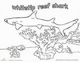 Shark Reef Coloring Worksheet Whitetip Education Gif sketch template
