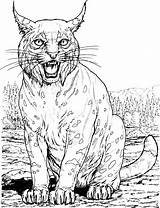 Lynx Coloring Pages Wildlife Color Sitting sketch template