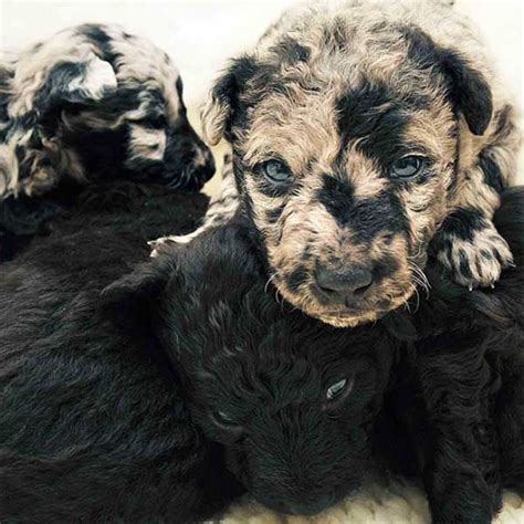 images  rare dog breeds  pinterest amazing dogs puppys