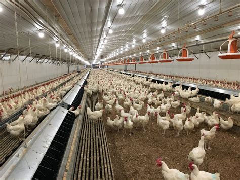 farmers guide   commercial broiler industry poultry