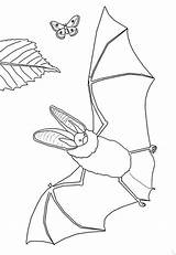 Pipistrelli Desenho Borboleta Morcego Disegno Hellokids sketch template