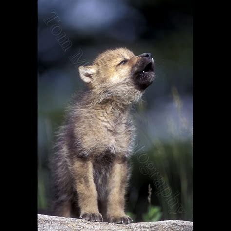 wolf pups howling wolf song pinterest wolves  wolf pup