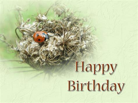 Happy Birthday Greeting Card Ladybug On Dried Queen Anne S Lace