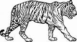 Tigres Tiger Pintar Sabertooth Clipartmag Dentistmitcham Anipedia sketch template