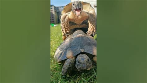 Tortoise Sex Youtube