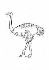 Coloring Pages Ostrich Adult Kids sketch template