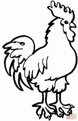 Coloring Pages Rooster Animal Drawings Printable Farm Drawing Hen Easy Outline Animals Clipart Roosters Simple Cliparts Rodeo Warning Signs Sheep sketch template