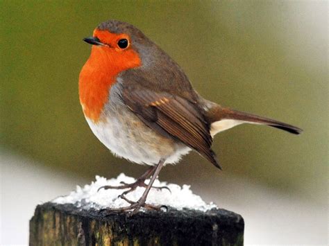 robin crowned as uk s national bird it s aggressive vicious but