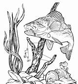 Bass Fishing Fish Drawing Clip Drawings Clipart Largemouth Pencil Line Coloring Pages Wood Burning Patterns Cliparts Jumping Other Draw Stencils sketch template