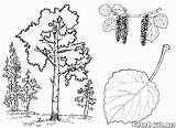Kolorowanka Brzoza Drzew sketch template