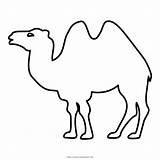 Camello Kamel Bactrian Ausmalbilder Dromedary Boyama Unta Deve Mewarnai Menyusui Menggambar Binatang Buku Ultracoloringpages Ilosofia Pngegg Edding Sayfalari sketch template