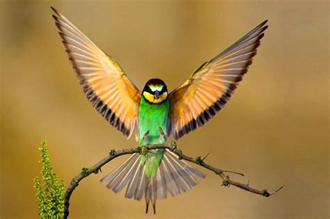 green bird  open wings