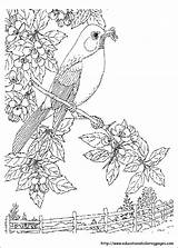 Coloring Nature Pages Kids Printable Print Scenes Realistic Colouring Worksheets Drawing Birds Book Adult Adults Sheets Scavenger Hunt Books Color sketch template