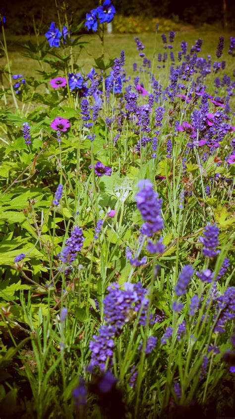 purple garden  lalatina  deviantart