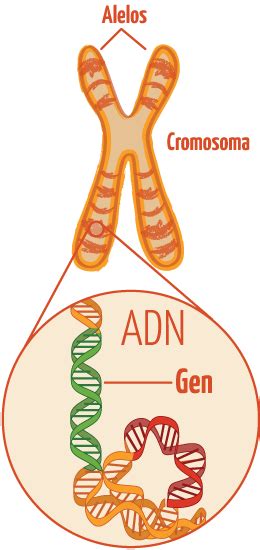 Los Patitos Conceptos De Adn Gen Y Cromosoma