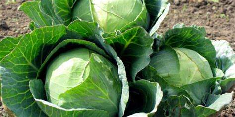 grow cabbage  containers growing cabbage naturebring