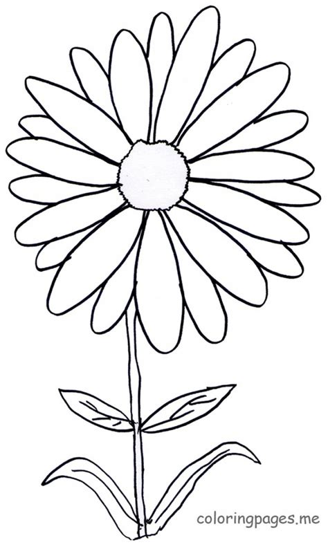 daisy flower outline template  flower site