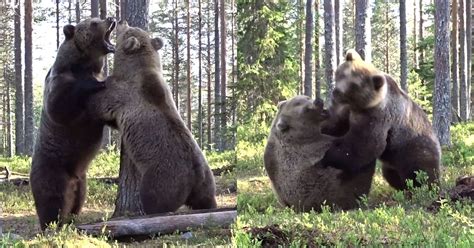 photographer captures epic bear fight  feet  petapixel