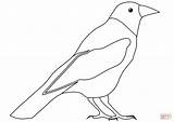 Cuervo Dibujo Malvorlage Rabe Crows Ausdrucken Raben Malvorlagen Papel Supercoloring sketch template