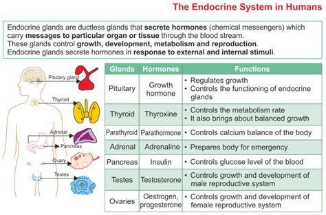 Pin On Science Endocrine System