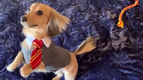 This Adorable Mini Dachshund Called Remus Only Responds To Harry Potter
