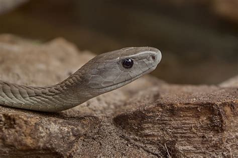 8 Interesting Facts About Black Mambas Scinotech