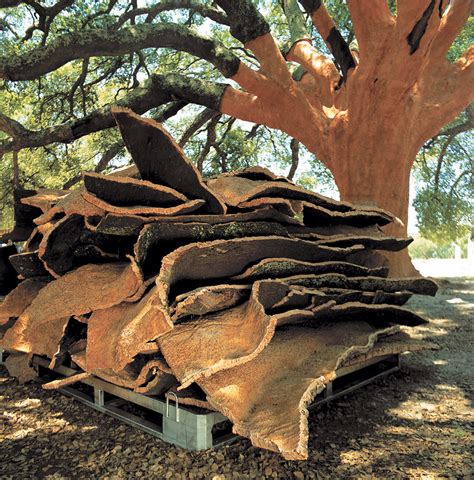 cork structure properties applications arnold arboretum