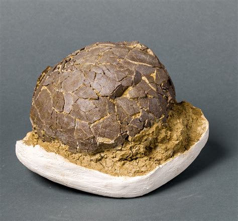 rare dinosaur egg  sale fossil realm