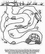 Burrow Underground Tortoise Coloringhome sketch template