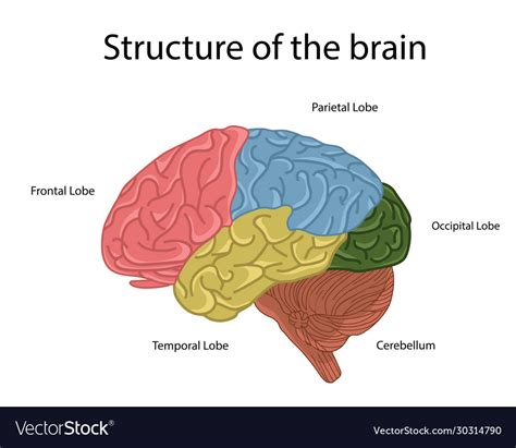 brain structure royalty  vector image vectorstock