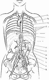 Arteries Coloring Esophageal Vena Artery Cord Spinal Hiatus Caval Foramen Aortic Nursing Rr School sketch template