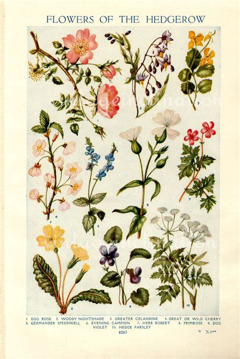 images  botanical art  pinterest antiques queen