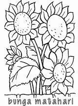 Bunga Matahari Colouring Panas Mewarnai Pensil Mudah Menggambar sketch template