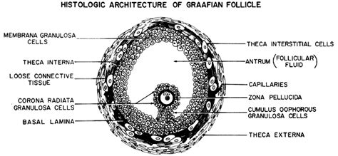draw  neat labelled sketch  graafian follicle biology human reproduction