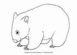 Wombat Colouring Pages Australian Animals Animal Coloring Wombats Coloriage Activityvillage Australia Outline Colour Activity Aboriginal Craft Drawing Explore Village Printables sketch template