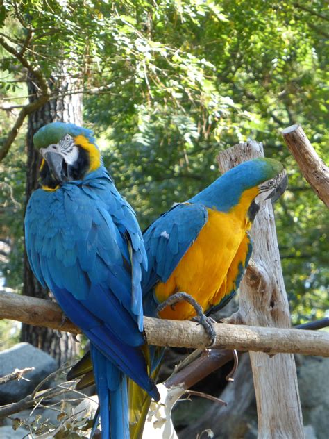 pin  rene delorme  aras animals bird parrot