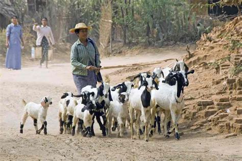 asiaphotostock herd  goats