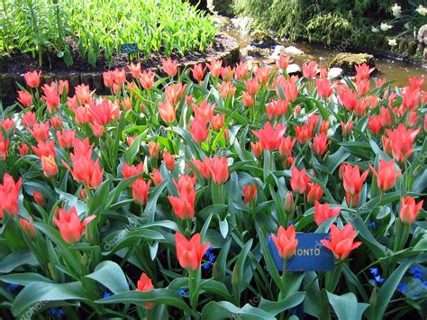 haarlem holanda tulipanes flores en  jardin botanico fotos de stock  belayamedvedica