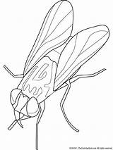 Housefly Coloring Pages Colouring Kids sketch template