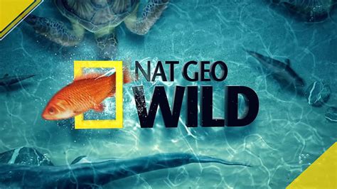 nat geo wild fish tank kings  vimeo