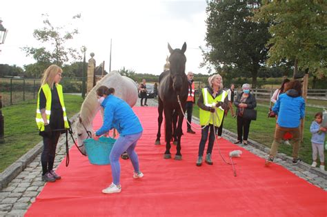 paard dat honderd kilometer naar kliniek stapte voor operati overijse het nieuwsblad