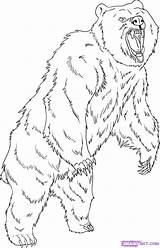 Bear Grizzly Coloring Drawing Draw Pages Step Standing Dessin Printable Imprimer Drawings Animal Coloriage Outline Animals Dragoart Adult Bears Kids sketch template