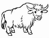 Taurus Coloring Pages Getcolorings sketch template