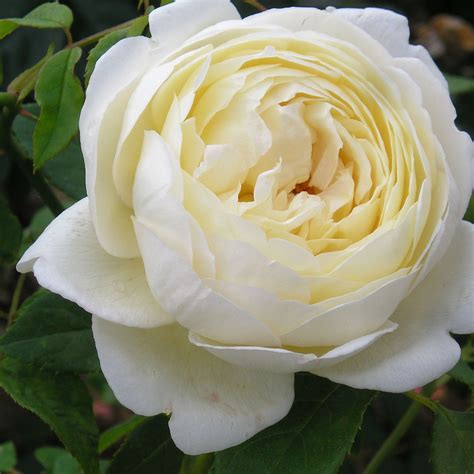 claire austin rose claire austin rose david austin roses fragrant roses fragrant garden