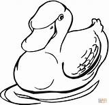 Coloring Duck Ducks Pages Duckling Clipart Color sketch template