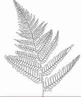 Fern Drawing Coloring Pages Simple Nature Getdrawings Bmp sketch template